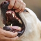 Зъби при кучета: количество, структура и грижи