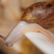 Achatina fulica albino: hoe zien slakken eruit en hoe bevatten ze slakken?