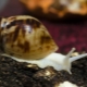 Retícula albina de Achatina: mantenimiento y cuidado del caracol en casa