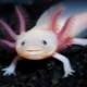 Axolotl: кой е, видове, размери и съдържание