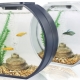 Аквариум за начинаещи: избор на аквариум и риби, функции за грижа