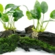 Анубиас аквариум растение: видове, съдържание и размножаване