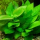 Akvaryum bitkisi limon otu: seçim, yetiştirme ve ıslahı