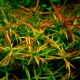 Akvárium növény ludwigia: típusok, karbantartás és gondozás