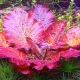 „Nymphaea“ akvariumo augalas: rūšys, sodinimas ir priežiūra