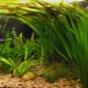 Wallysneria akvárium növény: ültetés, gondozás és karbantartás