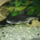 Akvarijske morske pse: značajke, vrste i uzgoj