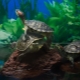 Tortues d'aquarium: variétés, soins et élevage