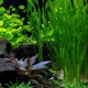 Akvariumo augalai: žolių rūšys, priežiūra ir priežiūra