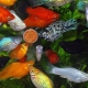 Akvarijske ribe mollinsia: sorte, izbor, njega, reprodukcija