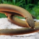 Akvarijske ribe-zmije: sorte, selekcija, njega, uzgoj