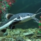 Pesce gatto acquario: varietà, consigli per la cura e la riproduzione