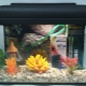 15 litran akvaariot: lajikkeet, valinta, ylläpito, ratkaisu