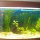 Aquariums of 50 liters: size, number of fish and their choice