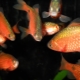 Barbus merah: perihalan, kandungan dan penjagaan