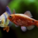 Barbus: opis, druhy akvarijných rýb a obsah