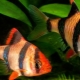 Barbus Sumatran: perihalan, kandungan dan pembiakan