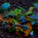 Bucephalander: variedades, manutenção no aquário e cuidados