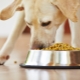 Was und wie füttert man einen Labrador?