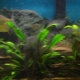 Черни водорасли в аквариум: защо възникват и как да се справят с тях?