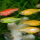 „Danio glofish“: kas yra ir kaip jais rūpintis?
