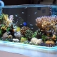 Decoració per a un aquari: tipus i aplicacions