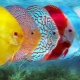 Rasprava: opis i vrste riba, držanje u akvariju i njega