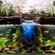 Phytofilters para um aquário: finalidade e variedade, fabricação de bricolage
