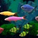 Риба глобус: светещи флуоресцентни обитатели на аквариума