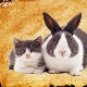 Rok králika (mačka): charakteristika a kompatibilita
