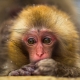 Година на маймуната: дати, характеристики и съвместимост