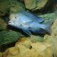 Plavi dupin: opis akvarijskih riba i njegova pravila