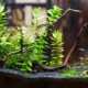 Primer akvárium növényekhez: típusok, kiválasztás és alkalmazás