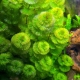 Kabomba: vlastnosti rastliny akvária, chov a chov