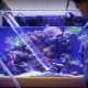 Hoe en met wat een aquarium te ontsmetten?