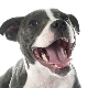 Kuinka koiran ikä määritetään hampaan perusteella?