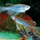 Πώς να διακρίνετε ένα θηλυκό zebrafish από ένα αρσενικό;