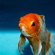 Como distinguir um peixe dourado feminino de um macho?