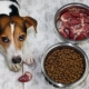 كيفية نقل الكلب إلى الطعام الجاف؟