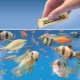 Как да храним суха храна за риба в аквариум?