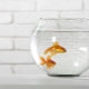 Ako sa starať o zlatú rybku v okrúhlom akváriu?