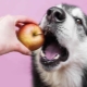 أي نوع من الفاكهة يمكن أن تعطى الكلاب؟