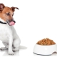 Feed de Jack Russell Terrier: visão geral do fabricante e critérios de seleção