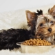 Храна за кучета от малки породи: видове и критерии за подбор