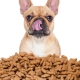 غذاء الكلاب القديمة: ما هي وكيفية اختيار الحق؟