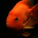 Papagáj červený: opis rýb, pravidlá chovu a chovu