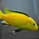 Labidochromeis kuning: ciri, kandungan dan keserasian dengan ikan lain