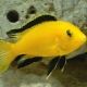 Labidochromis: תצוגות פופולריות וטיפים לתוכן