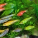 Малки аквариумни рибки: сортове и избор