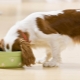 Възможно ли е едновременно да се хранят куче с естествена и суха храна и как да го направите правилно?
